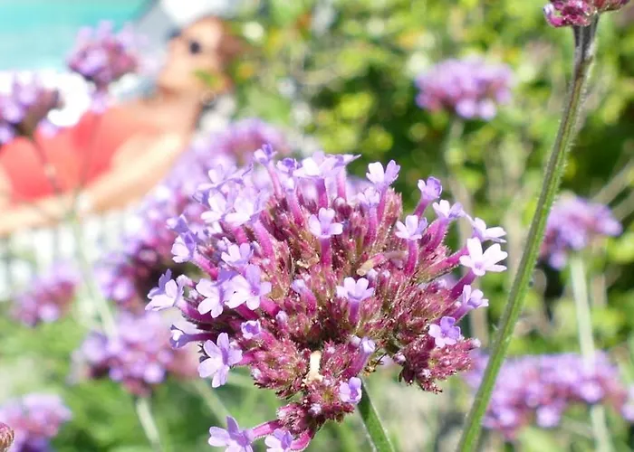 White Lilac Romantic - Adults Only